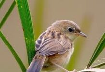 Cuộc sống hóa ra thật đơn giản