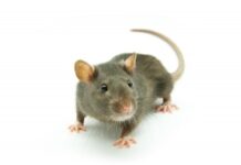 Câu chuyện về cái bẫy chuột