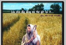 Sai thợ ra gặt lúa (18.10.2012 – Thứ năm. Thánh Luca, tác giả Sách Tin Mừng)
