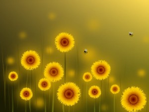 1484914-4-sunflower-field-300x225