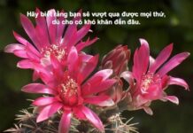Dám sống