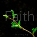 Giá trị cuộc sống dưới con mắt đức tin