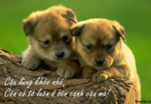 Tình bạn trong đời