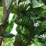 Dụ ngôn cây chuối