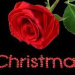 Hoa hồng trong đêm Giáng sinh