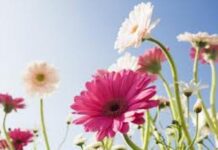 Đóa hoa đẹp nhất