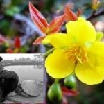 Mùa Xuân của Mẹ