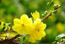 Truyện ngắn: Giao thừa