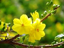 Truyện ngắn: Giao thừa