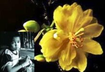 Truyện ngắn: Thiên thần mùa Xuân