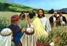 Con Người làm chủ ngày sabát (Thứ Ba Tuần 2 Thường niên)