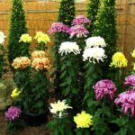 Chuyến viếng thăm ngày Tết