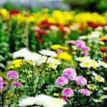 Những kiếp hoa Xuân