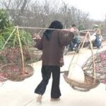 Nhớ Xuân Bên Mẹ