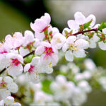 Mùa Xuân trong Mùa Xuân