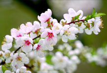 Mùa Xuân trong Mùa Xuân