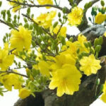 Xuân nơi Tu Viện