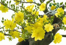 Xuân nơi Tu Viện