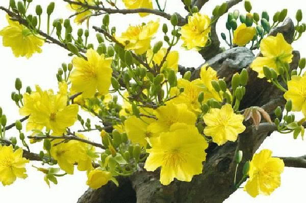 Hoa Mai Yêu Thương