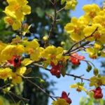 Mùa Xuân ở đâu ?