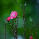 Thơ Xuân