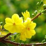 Vui học Thánh kinh – Mùa Xuân