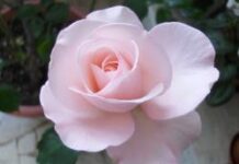 Làm gì khi tình yêu tan vỡ?