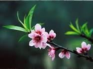 Triết lý về cái gạt nước