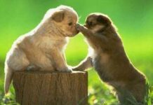 “Mẹo” Tha thứ