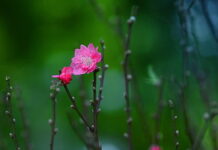 Lời khuyên Tân Niên