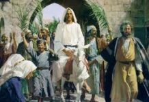 Tâm Sự Của Lừa