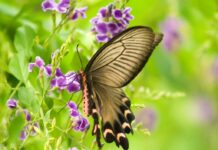 Đừng Như Con Bướm…