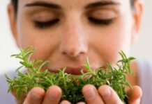 Liệu pháp thảo dược