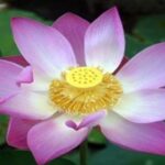 Sứ điệp gửi các Phật tử nhân dịp lễ Vesak năm 2013