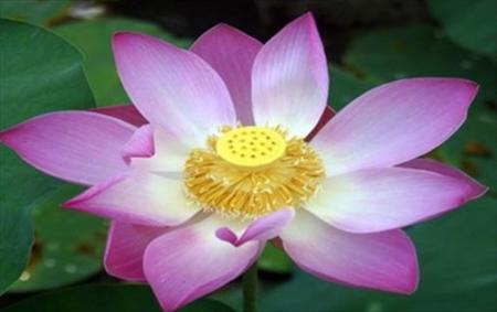 Sứ điệp gửi các Phật tử nhân dịp lễ Vesak năm 2013