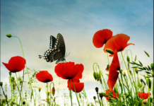 Bí mật của sự may mắn