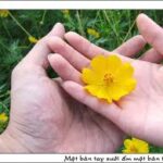 Ngón Út Không Hoa