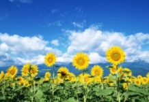 Trung gian – Đồng hành