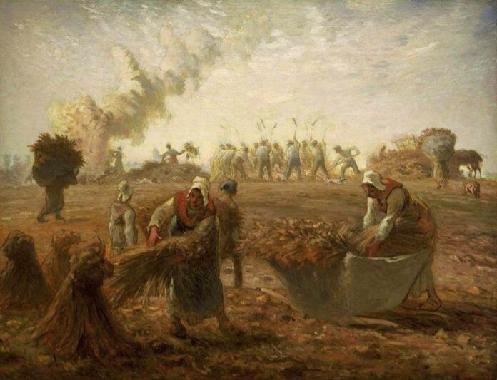 wheatharvest