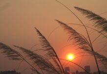 Thư viết tặng Chị