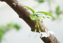 Lời thì thầm của cuộc sống