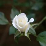 Hoa Khiêm Nhường