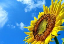 Sự Kỳ Diệu Của Một Lời Khen Ngợi