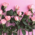 Những Đóa Hồng