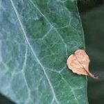 Vô dụng (Chúa nhật XXVII TN, năm C)