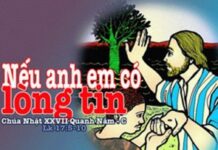 Hãy bật rễ lên (Chúa nhật 27 thường niên C)