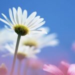 Đức khiêm nhường theo Kinh thánh