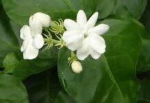 Cánh Hoa Tặng Dì