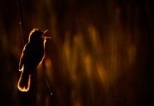 Quà tặng cuộc sống