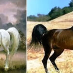 Tản mạn về NGỰA